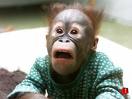 shocked monkey.jpg