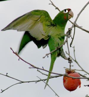 You may run now from this crazy parakeet