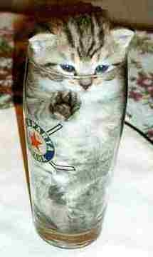 Cat in a glass.jpg