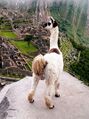 Llama at Machu Picchu, Peru.jpg