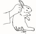Rabbit3.jpg