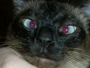 Laser Eye Cat.jpg