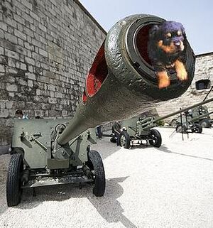Puppy Cannon