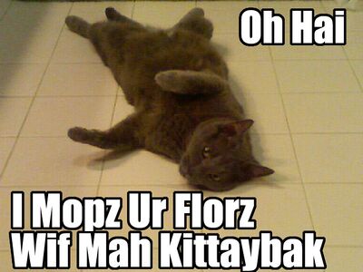 Mop cat.jpg