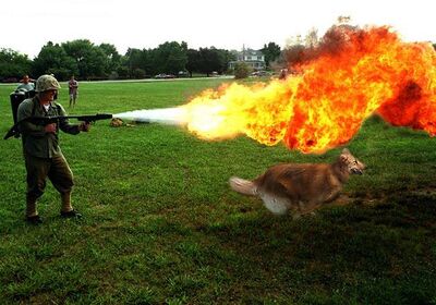 I burning your dog