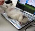 Cat rolling on keyboard.jpg