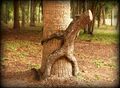 Tree porn.jpg