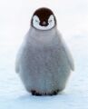 Baby penguin.jpg