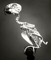 Parrot skeleton 02.jpg