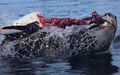 Leopard-seal-pulling-the-head-right-off-a-penguin.jpeg