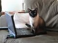 Cat sitting besides laptop.jpg
