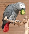 Gray parrot 02.jpg