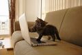 Cat scratches a laptop screen 2.jpg