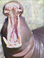 Hippo mouth.jpg