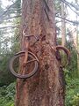 Bicycle stuck in tree.jpg