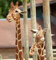 Two giraffes.jpg