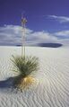 14-white-sands-yucca.jpg