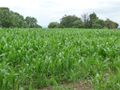 Corn field and trees.jpg