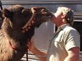Steve Irwin camel.jpg