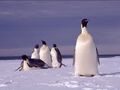 Emperor penguin group 001.jpg