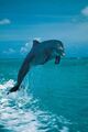 Dolphin Jumping.jpg
