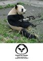 Pandas-need-guns.jpg
