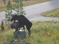 Moose Humping a Statue.jpg