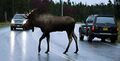 Moose crossing.jpg