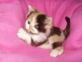 Calico kitten.jpg