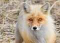 Alaska Red Fox (Vulpes vulpes).jpg