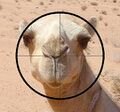 Camel-shot.jpg