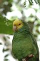 Buberel green parrot.jpg