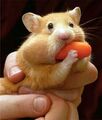 Hungry hungry hamster.jpg