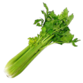 Celery.png