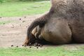 800px-Dropping Camelus bactrianus in Liberec ZOO.jpg