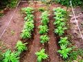 Cannabis Outdoor kleine Pflanzen Beet.jpg