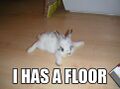 I has a floor.jpg