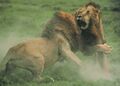 Lion fight.jpg