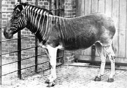 'The Purloined Quagga', affectionately known as 'Stumpy'.