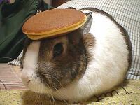 Pancakerabbit.jpg