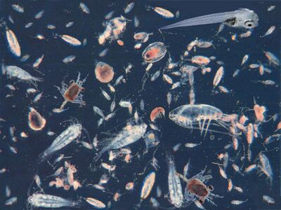 Zooplankton.jpeg