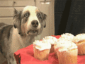 Cupcake dog flashback.gif