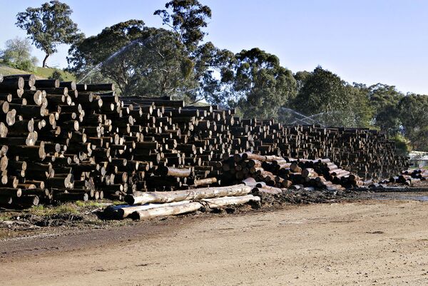 Logs at woodmill.jpg