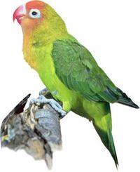 The word parakeet written exactly two hundred and forty-two times ...