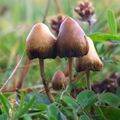 Psilocybin mushrooms.jpg
