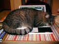 Cat sleeps on a lap top.jpg