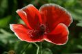 Flower (red poppy).jpg