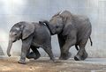 Elephant-babies.jpg