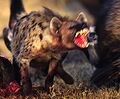 Belching hyena defends its kill.jpg