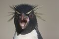 Evil penguin.jpg